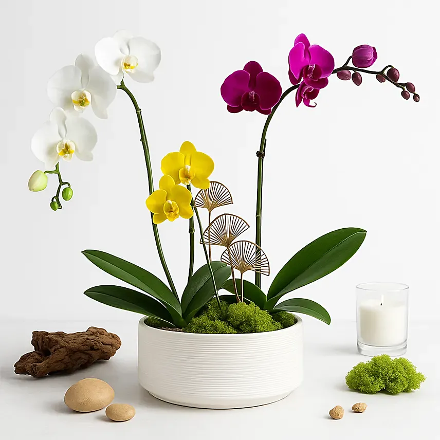 Multicolor Orchid Plants in Premium Pot: orchid plants
