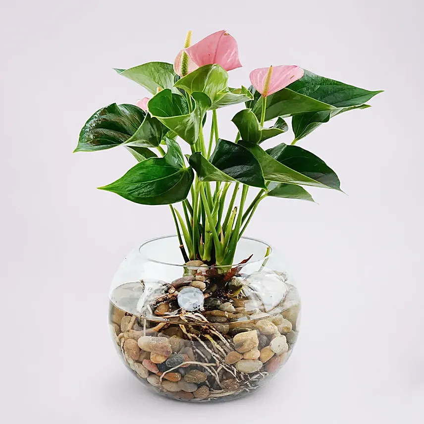 Pink Anthurium Plant in Glass Bowl: Plants Singapore