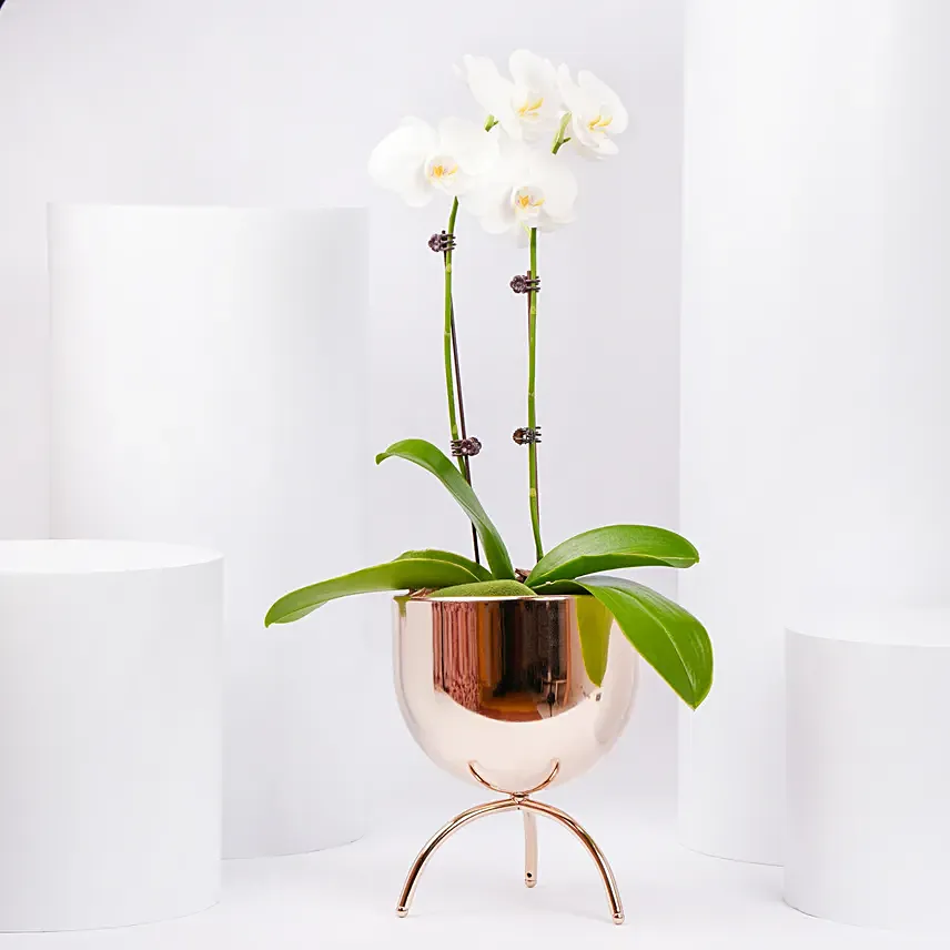 White Orchid plant in Premium Metal Pot: Plants