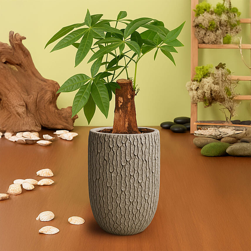 Paclcira Sail Or Pachira Good Luck Tree: Plants