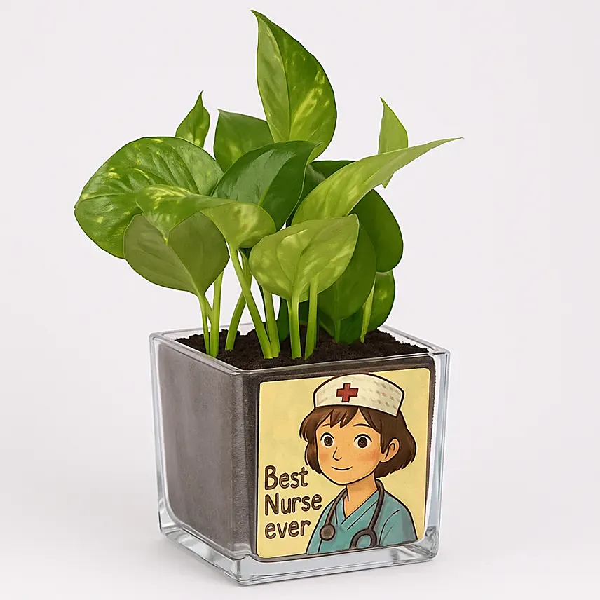 Personalised Money Plant Vase for Your Favourite Nurse: Money Plant Singapore