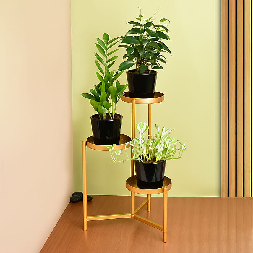 Welcome Good Luck To Home Plant Stand: Living Area Plants