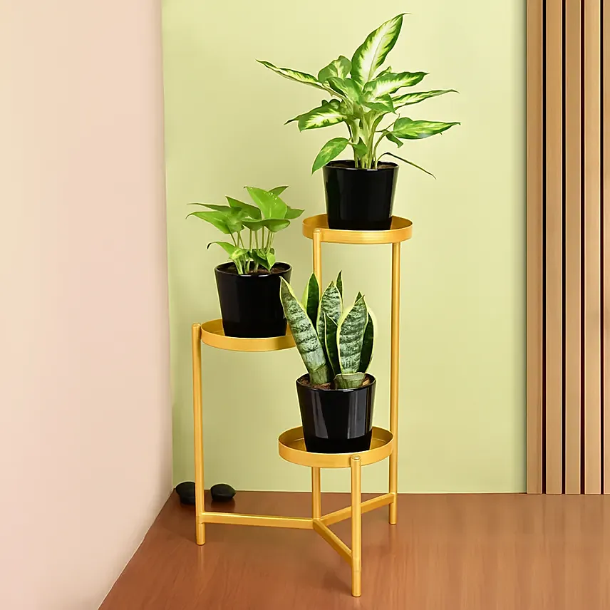 Low Maintenace Plant Decor Stand: Living Area Plants