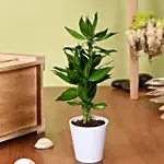 Dracaena Plant In White Pot