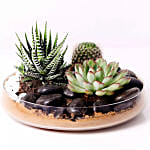 Combo of 3 Plants In Clear Glass Platter