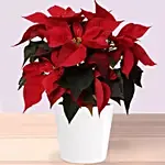 Poinsettia Plant In Wooden Vase