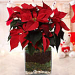 Poinsettia Plant