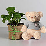 Money Plant in Black Pot with Teddy Bear