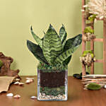 Sanseaveria Green Compacta Plant 3 Glass Terrarium