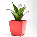 Green Sansevieria Plant In Red Plastic Pot