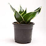 Milt Sansevieria Plant In Black Plastic Pot