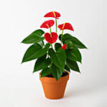 Blooming Anthurium Plant In Round Red Pot