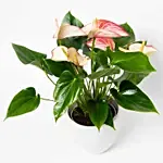 Flowering Anthurium Plant In White Round Pot