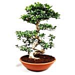 Lovely Bonsai Plant In Bowl Shaped Pot