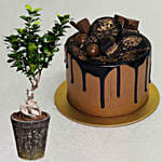 The Top Cake With Ficus Bonsai Plant