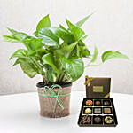Green Money Plant with Happy Birthday Chocolate