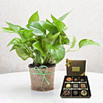 Green Money Plant with Happy Birthday Chocolate