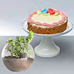 Cheese Minicake With Jade Plant