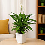 Amazing Peace Lily Plant