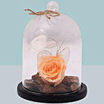 Forever Peach Rose In Glass Dome
