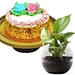 Cheese Minicake With Money Plant