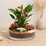 3 Fittonia 1 Anthurium Plant In Platter Shape Planter