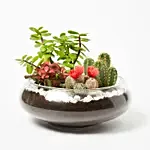 Jade With Fittonia Cactus Plant In Small Fish Bowl