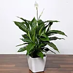 Peace Lily Plant In White Pot