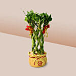 Lucky Bamboo In Chinese New Year Theme Pot