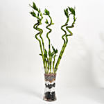 9 Lucky Bamboo For Great Luck