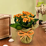 Jute Wrapped Orange Kalanchoe Plant