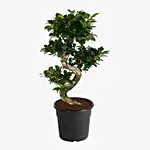 S Shaped Ficus Plant 80Cm