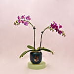 Beautiful Purple Orchid in Round Glass Vase