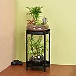 Elegant Dish Garden and Lucky Jade Plant Stand