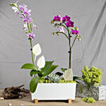 Orchid Plants Beauty Arrangement