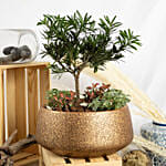 Pine Bonsai Dish Garden