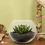 Green Echeveria in Fish Bowl