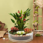 3 Fittonia 1 Anthurium Plant In Platter Shape Planter