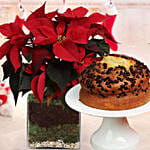 Poinsettia Plant with Coffee chocolate log cake