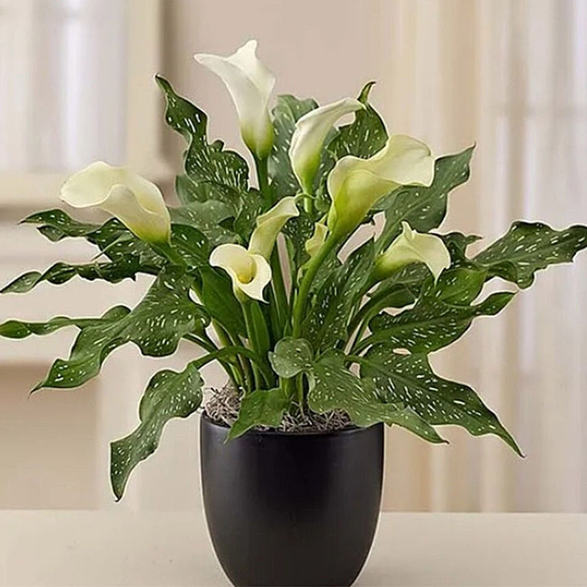 Sophisticated White Calla Lily: 