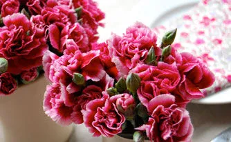 Carnations 