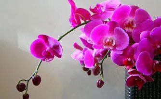 Orchids