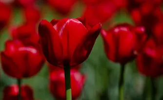 Red Tulips