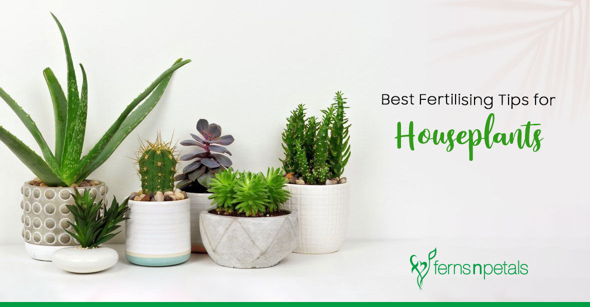 Best Fertilising Tips for Houseplants