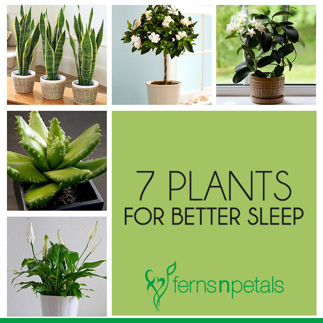 7 Bedroom Plants