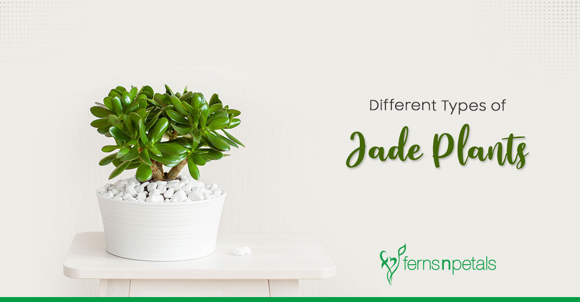 Know About these Popular Jade Plants for Home and Office