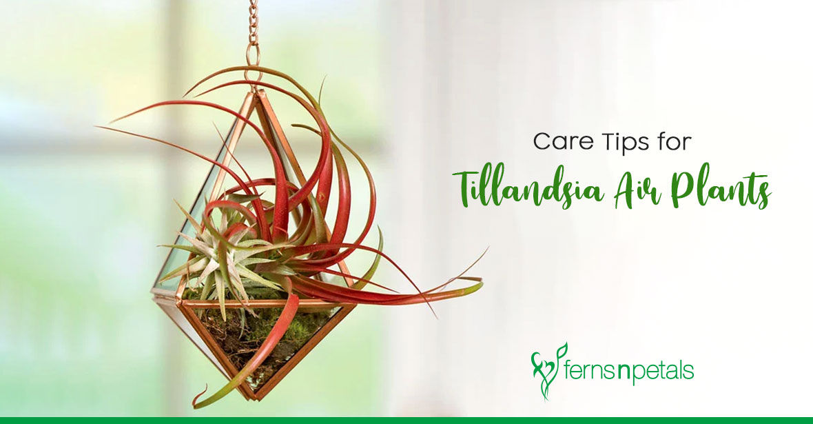 Guide to Taking Care of Tillandsia Air Plants