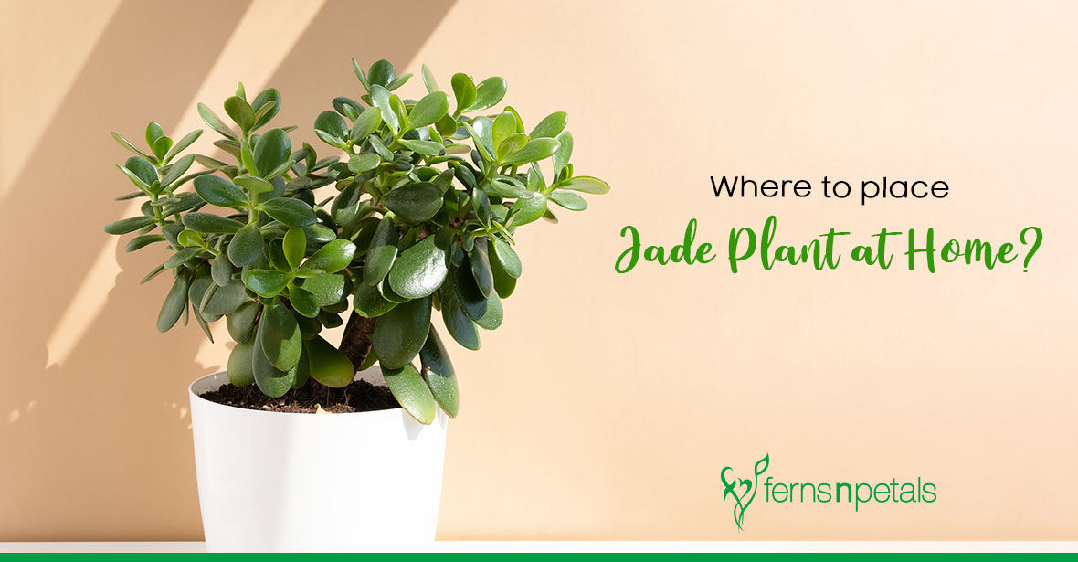 Best Place to Put a Jade Plant at Home