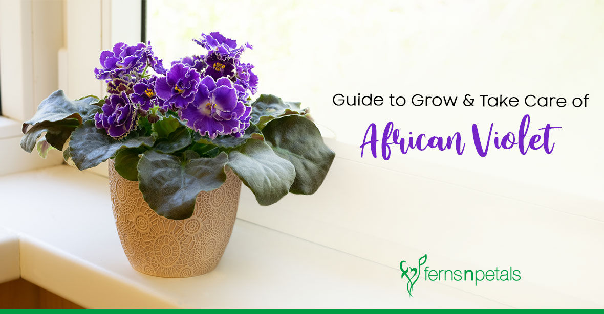 Guide to Grow & Take Care of African Violets