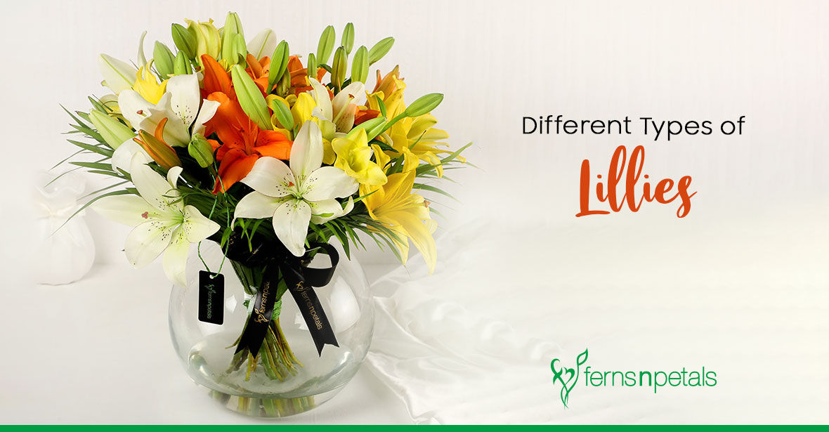 Different Types of Lilies